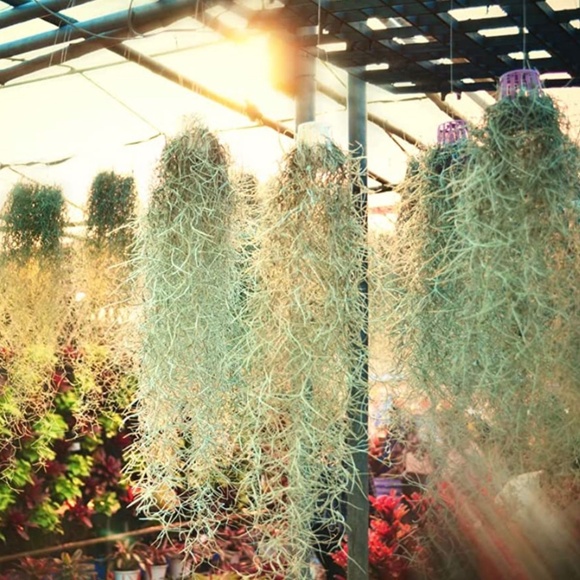 Other - Live Spanish Moss (Air Plants)